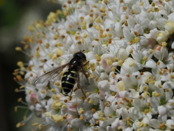 dasysyrphus neovenustus, 